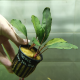 Буцефаландра зеленая широколистная (в горшке) (Bucephalandra sp.Green Broad leaf)