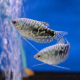 Гурами мраморный S (Trichopodus trichopterus)
