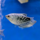 Гурами мраморный (L) (Trichopodus trichopterus)