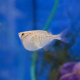 Клинобрюшка обыкновенная (Gasteropelecus sternicla)