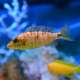Лабеотрофеус Тревавас тумби вест (Labeotropheus trewavasae chilumba)