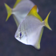 Монодактилус серебрянный (Monodactylus argenteus)