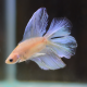 Петушок двухвостый (Betta splendens) (самец)