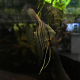Скалярия Пиной синяя (S) (Pterophyllum scalare Pinoy)