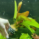 Эхинодорус Малый Медведь (в горшке) (Echinodorus sp. Kleiner Bar)