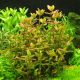 Бакопа зальцмана (с грузом) (Bacopa sp. Salzmannii)