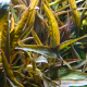 Гигрофила иволистная красная (с грузом) (Hygrophila angustifolia var. rubra)