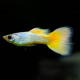 Гуппи Немецкие желтые (самец) (Poecilia reticulata)
