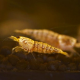 Креветка Золотой кристалл (Caridina logemanni (Caridina cf. Cantonensis))