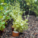 Лизимахия Аурея (с грузом) (Lysimachia nummularia Aurea)