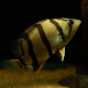 Окунь тигровый сиамский, Датниоидес (Datnioides microlepis)