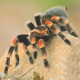 Паук Br. auratum, самец, 2 см