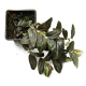 Пеллиония (Pellionia Repens)
