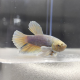 Петушок Слоновье Ухо (самец) (Betta splendens)
