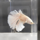 Петушок Халфмун Дамбо белый (самец) (Betta splendens)