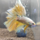 Петушок Халфмун Золотой дракон (самец) (Betta splendens)