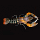 Рак желтый тигровый (Cherax papuanus)