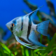 Скалярия голубая (L) (Pterophyllum scalare)