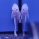 Сом Анциструс L144 Snow white (L)