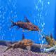 Сом Синодонтис кукушка (S) (Synodontis multipunctatus)