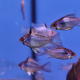 Апистограмма рамирези Сапфир (Mikrogeophagus ramirezi)