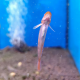Бычок красногубый (Sicyopus rubicundus)