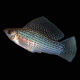 Велифера ассорти SM (Poecilia velifera)