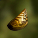 Дрейссена речная (Dreissena polymorpha)