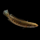 Змееголов глазчатый (M) (Channa pleurophthalma)