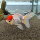 Золотая рыбка Оранда красная шапочка XL (Carassius auratus var.)