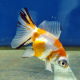 Золотая рыбка Телескоп бабочка красно-белый L (Carassius auratus)