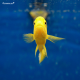 Лабидохромис Еллоу XL (Labidochromis caeruleus var. “Yellow”)
