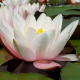 Нимфея Marliacea Carnea, розовый, корневище