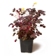 Оксалис (Oxalis vulcanicola ‘Plum’)