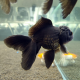 Золотая рыбка Оранда черная (XL) (Carassius auratus var.)