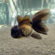 Золотая рыбка Оранда черная (L) (Carassius auratus var.)