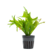 Папоротник тайландский Винедлов золотой (Microsorum pteropus gold sparkle) (горшок)