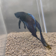 Петушок вуалевый черный (самец) (Betta splendens)