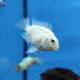 Попугай платиновый (Cichlasoma sp.)