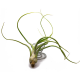 Тилландсия (Tillandsia Baileyi)
