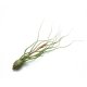 Тилландсия (Tillandsia Butzii)