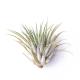 Тилландсия (Tillandsia lonantha Silver)