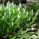 Понтедерия сердцелистная, белая в горшке (Pontederia cordata)