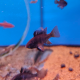 Апистограмма рамирези Темный рыцарь (Mikrogeophagus ramirezi)