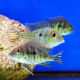 Геофагус красноголовый Тапажос (Geophagus sp. Tapajos)