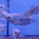 Гурами голубой (M) (Trichopodus trichopterus)