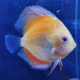 Дискус Голубиная Кровь (М) (Symphysodon aequifasciatus var.)