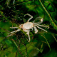 Краб паучок (Limnopilos naiyanetri)