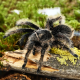 Курчавоволосый паук (Tliltocatl (Br.) albopilosum) S (Германия) L7-9