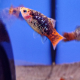 Пецилия яблочная ситцевая (Xiphophorus maculatus)